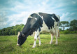 Photo: Cow in meadow Cow in meadow