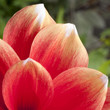 Red, orange waterlilly Dahlia, white tips, extreme closeup