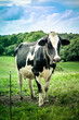 Photo: Cow in meadow Cow in meadow