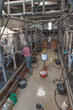 Photo: Cow milking at dairy farm Cow milking at dairy farm