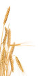 dry gold wheat isolated composition