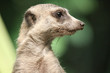 Tierleben