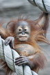 A young orangutan after square meal