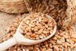 wheat grains  in wooden spoon