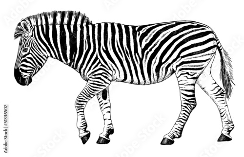Vector: Black and white vector drawing of a Zebra walking Black and white vector drawing of a Zebra walking