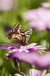 Swallowtail butterfly in a purple daisy field