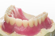 Foto: Zahnmodel - Totalprothese Zahnmodel - Totalprothese