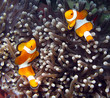 Clownfish, Amphiprion ocellaris, Borneo