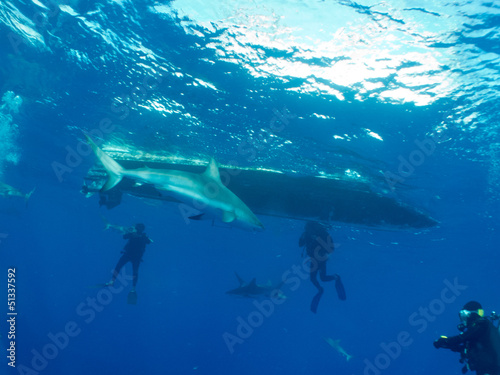 Photo: Caribbean reef shark (Carcharhinus perezi) and divers Caribbean reef shark (Carcharhinus perezi) and divers