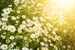 camomile flowers