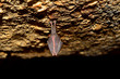 Bat Cave