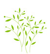 Green plant