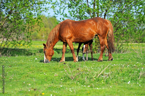 Photo: Horse Horse