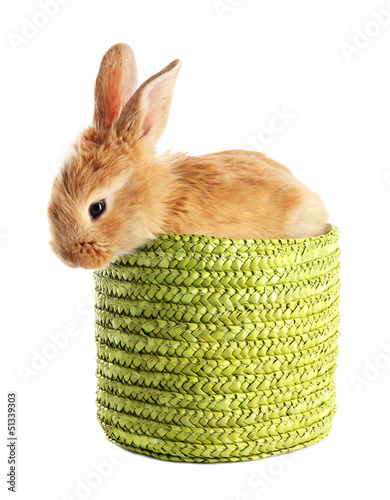 Photo: Fluffy foxy rabbit in wicker basket isolated on white Fluffy foxy rabbit in wicker basket isolated on white