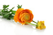 Ranunculus (persian buttercups), isolated on white