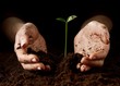 Hands with a little green plant
