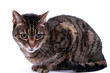 Maine Coon