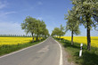 Landstraße, Verkehrswege, Allee, Rapsfeld, Wegenetz