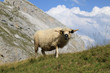 mouton