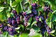 Grapes