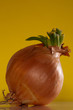 Onion