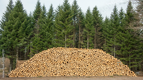 Photo: Stock de grumes Stock de grumes
