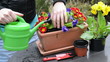 Pour on freshly planted primroses
