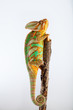 Yemen chameleon 