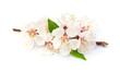 White flowers