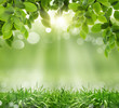 spring background