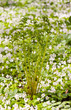 Green bracken flower