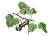 Efeu (Hedera helix) Teile der Pflanze