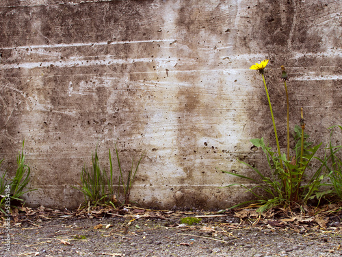 Photo: Urban decay detail - dandelion by concrete wall, Taraxacum offi Urban decay detail - dandelion by concrete wall, Taraxacum offi