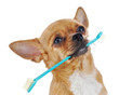 Red chihuahua dog with toothbrush isolated on white background.