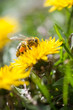 Bee collecting nectar