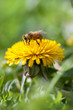 Honey Bee