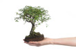 Baum