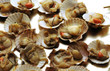 Pecten jacobaeus