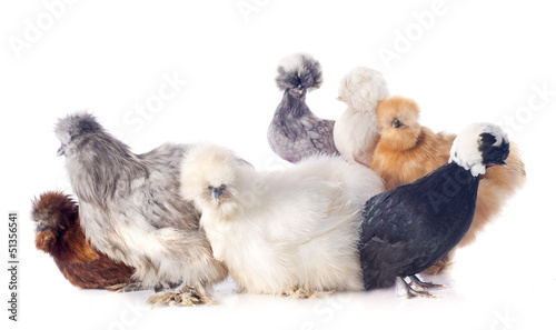 Photo: young Silkies and dutch bantam young Silkies and dutch bantam