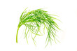 dill isolated on white background