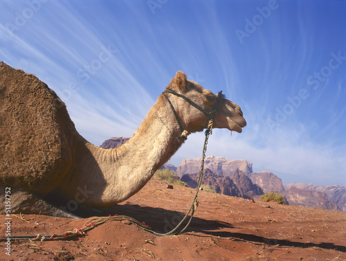 Photo: Camel resting in Wadi Rum Camel resting in Wadi Rum