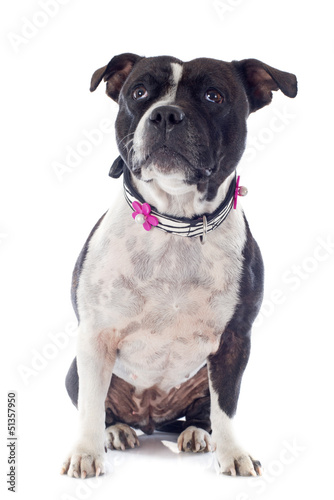Photo: staffordshire bull terrier staffordshire bull terrier