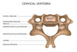 Cervical Vertebra