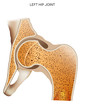 Hip joint, detailed medical illustration