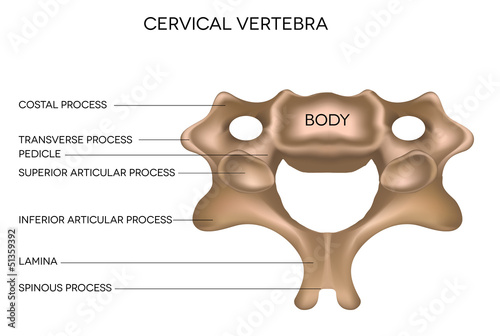Vector: Cervical Vertebra Cervical Vertebra