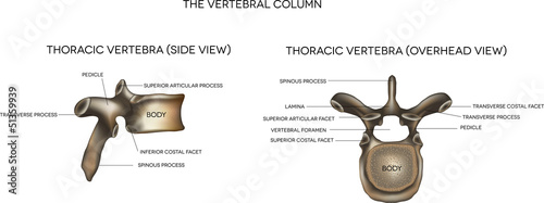 Vector: Thoracic vertebra Thoracic vertebra