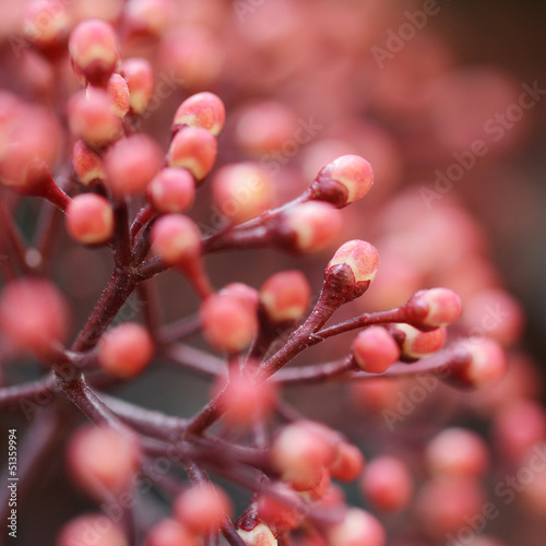 Photo: Bourgeons de l'arbuste Skimmia japonica, macro Bourgeons de l'arbuste Skimmia japonica, macro