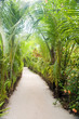 walkway path through tropical jungle to beach  resorts Little Co
