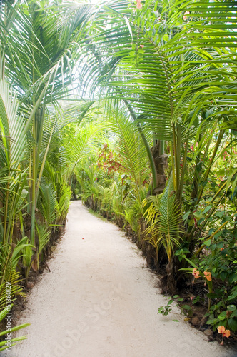 Photo: walkway path through tropical jungle to beach resorts Little Co walkway path through tropical jungle to beach resorts Little Co