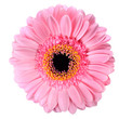 Pink Gerbera Marigold Flower Isolated on White
